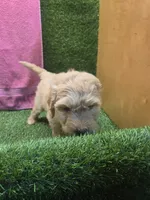 Dolly, a female Goldendoodle for sale in Adairsville, GA – 5 of 6