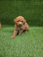 Gizmo, a male Poodle - Toy  for sale in Adairsville, GA – 6 of 6