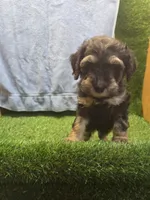 Colt, a male Goldendoodle for sale in Adairsville, GA – 4 of 9