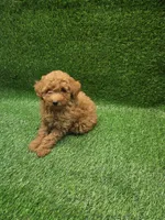 Gizmo, a male Poodle - Toy  for sale in Adairsville, GA – 4 of 6