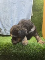 Colt, a male Goldendoodle for sale in Adairsville, GA – 5 of 9