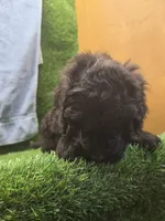 Diesel, a male Goldendoodle for sale in Adairsville, GA – 3 of 7