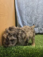 Flash, a male Goldendoodle for sale in Adairsville, GA – 2 of 9