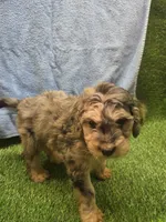 Flash, a male Goldendoodle for sale in Adairsville, GA – 5 of 9