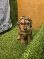 Flash, a male Goldendoodle for sale in Adairsville, GA – 3 of 9