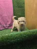 Dolly, a female Goldendoodle for sale in Adairsville, GA – 4 of 6