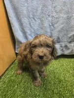 Boomer, a male Goldendoodle for sale in Adairsville, GA – 9 of 9