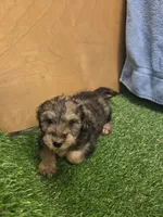 Gunner, a male Goldendoodle for sale in Adairsville, GA – 3 of 9