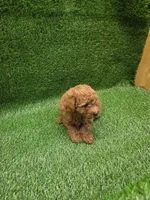 Gizmo, a male Poodle - Toy  for sale in Adairsville, GA – 5 of 6