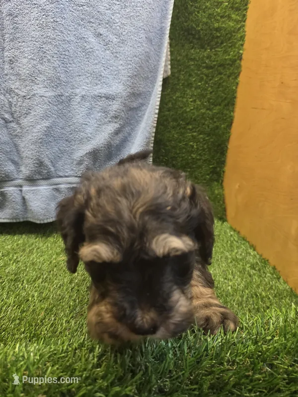 Colt – Goldendoodle puppy for sale in Adairsville, GA