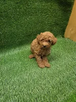 Gizmo, a male Poodle - Toy  for sale in Adairsville, GA – 3 of 6