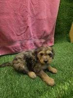 Bubbles, a female Goldendoodle for sale in Adairsville, GA – 4 of 6