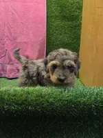 Bubbles, a female Goldendoodle for sale in Adairsville, GA – 5 of 6