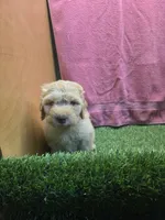 Dolly, a female Goldendoodle for sale in Adairsville, GA – 6 of 6
