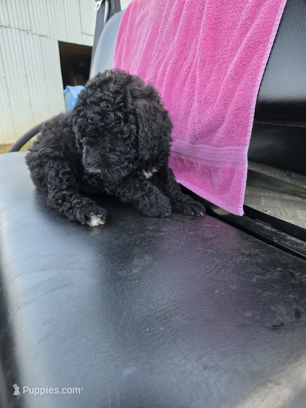 Midnight, a female Goldendoodle for sale in Adairsville, GA – 1 of 1