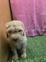 Dolly, a female Goldendoodle for sale in Adairsville, GA – 2 of 6
