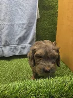 Boomer, a male Goldendoodle for sale in Adairsville, GA – 4 of 9