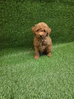 Gizmo, a male Poodle - Toy  for sale in Adairsville, GA – 2 of 6