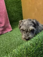 Foxy, a female Goldendoodle for sale in Adairsville, GA – 7 of 9
