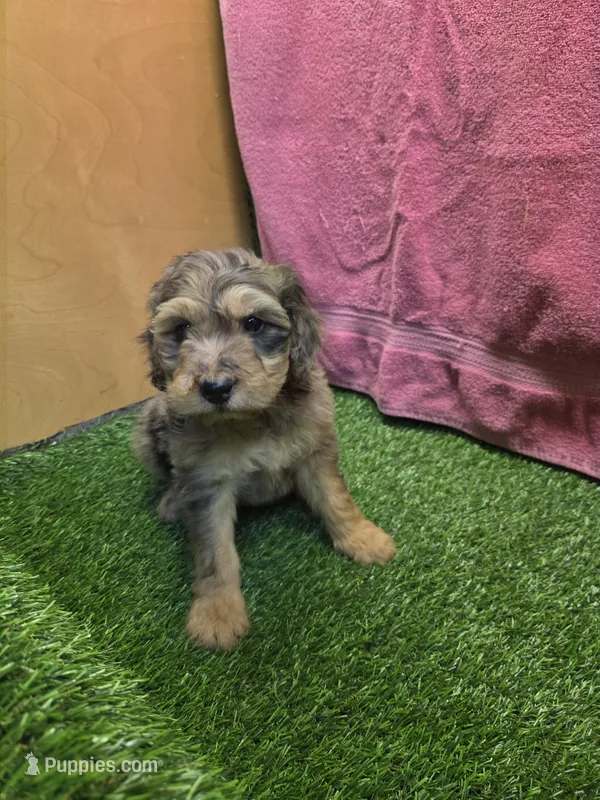 Bubbles – Goldendoodle puppy for sale in Adairsville, GA