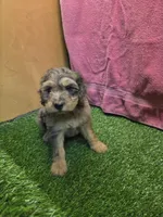 Bubbles, a female Goldendoodle for sale in Adairsville, GA – 1 of 6