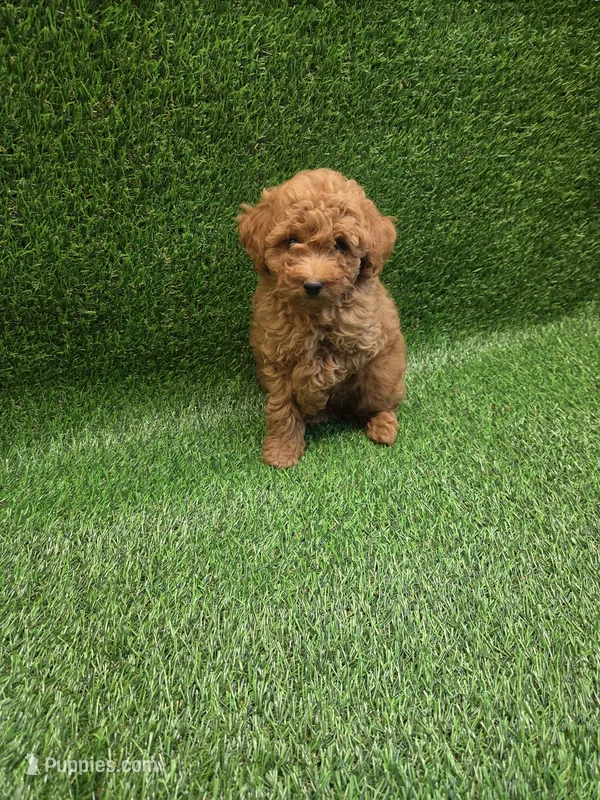 Gizmo – Poodle - Toy  puppy for sale in Adairsville, GA
