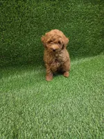 Gizmo, a male Poodle - Toy  for sale in Adairsville, GA – 1 of 6