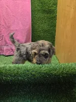 Bubbles, a female Goldendoodle for sale in Adairsville, GA – 6 of 6