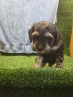 Colt, a male Goldendoodle for sale in Adairsville, GA – 9 of 9