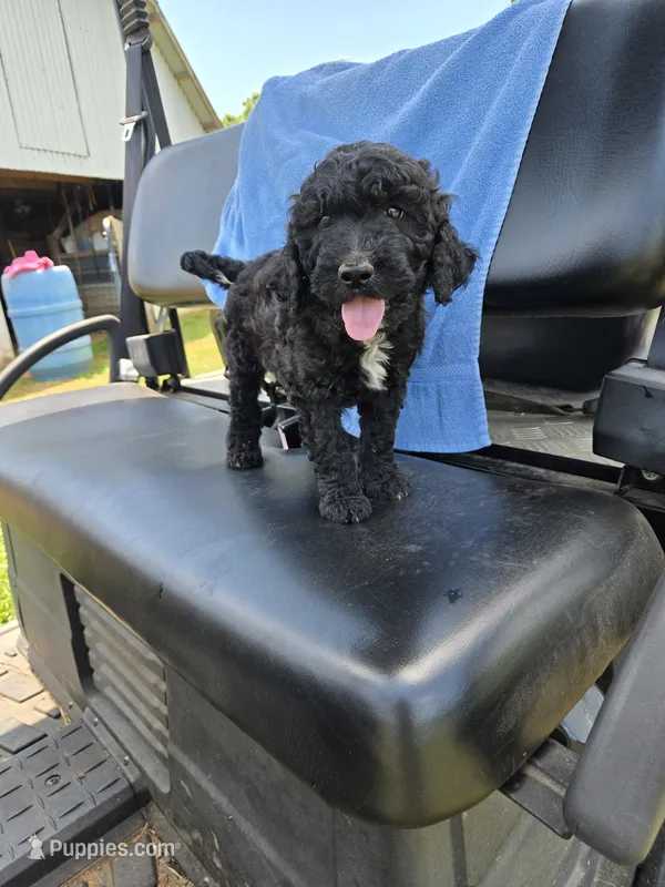 Tuxedo  – Goldendoodle puppy for sale in Adairsville, GA