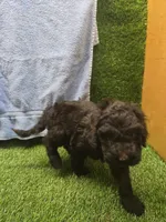 Diesel, a male Goldendoodle for sale in Adairsville, GA – 2 of 7
