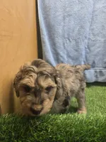 Flash, a male Goldendoodle for sale in Adairsville, GA – 7 of 9