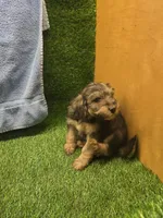 Gunner, a male Goldendoodle for sale in Adairsville, GA – 4 of 9