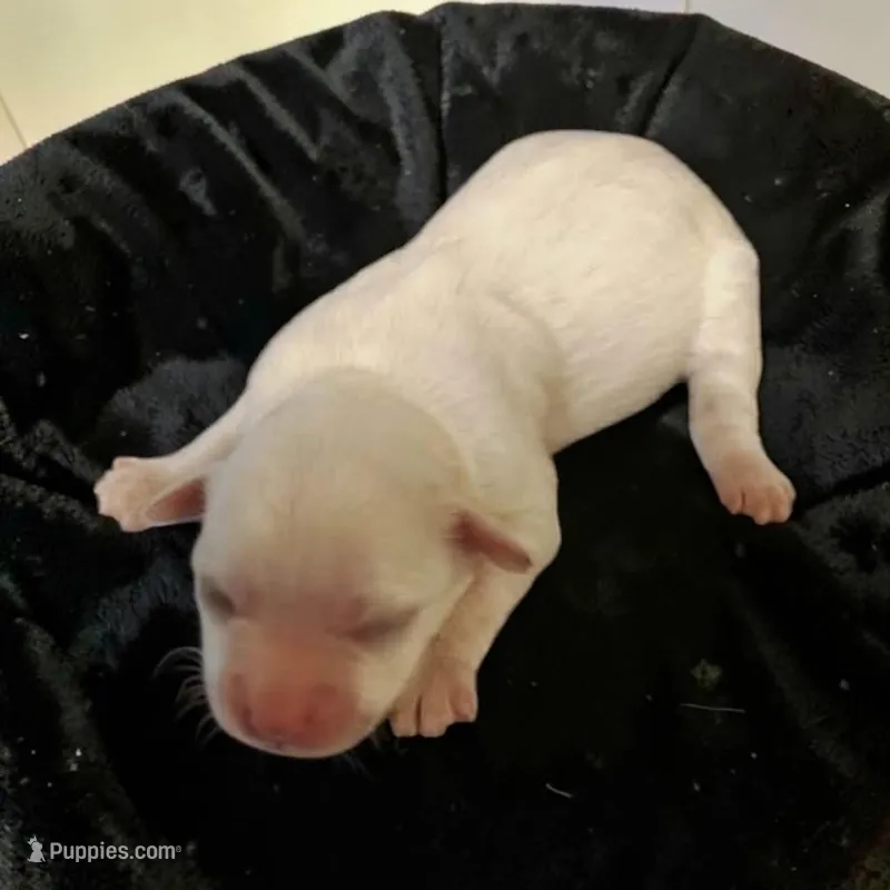 Winnie  – Cavapoo puppy for sale in Salisbury, NC