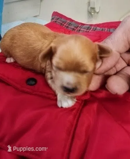 Pearl  – Cavapoo puppy for sale in Salisbury, NC