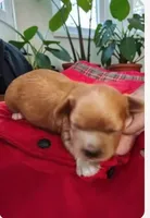 Pearl , a female Cavapoo for sale in Salisbury, NC – 2 of 4