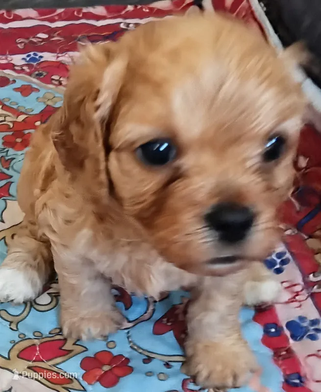 Pearl  – Cavapoo puppy for sale in Salisbury, NC
