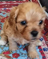 Pearl , a female Cavapoo for sale in Salisbury, NC – 1 of 5