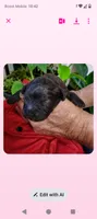 Luna, a female Cavapoo for sale in Salisbury, NC – 1 of 5