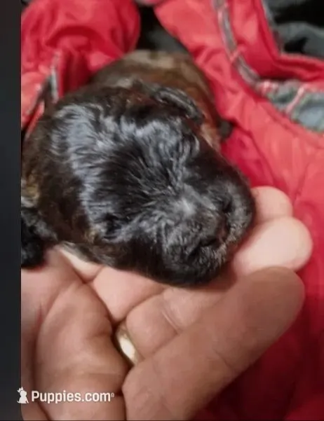 Luna, a female Cavapoo for sale in Salisbury, NC – 2 of 5