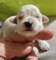 Vienna , a female Maltipoo for sale in Salisbury, NC – 2 of 5