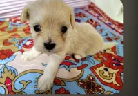 Vienna , a male Maltipoo for sale in Salisbury, NC – 4 of 8