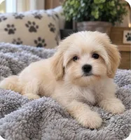 Vienna , a male Maltipoo for sale in Salisbury, NC – 1 of 10