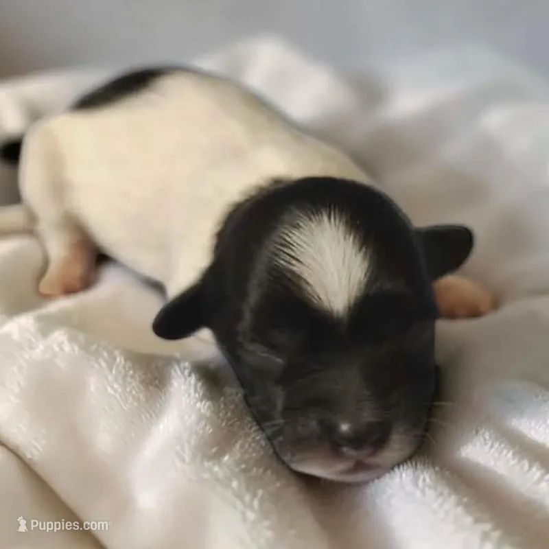Everest  – Maltipoo puppy for sale in Salisbury, NC