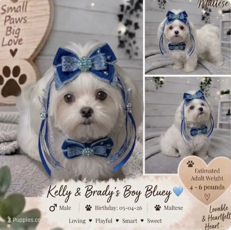 Bluey – Maltese puppy for sale in Salisbury, NC