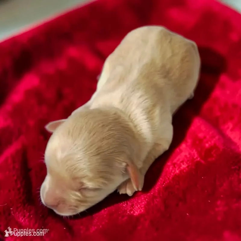 Vienna  – Maltipoo puppy for sale in Salisbury, NC