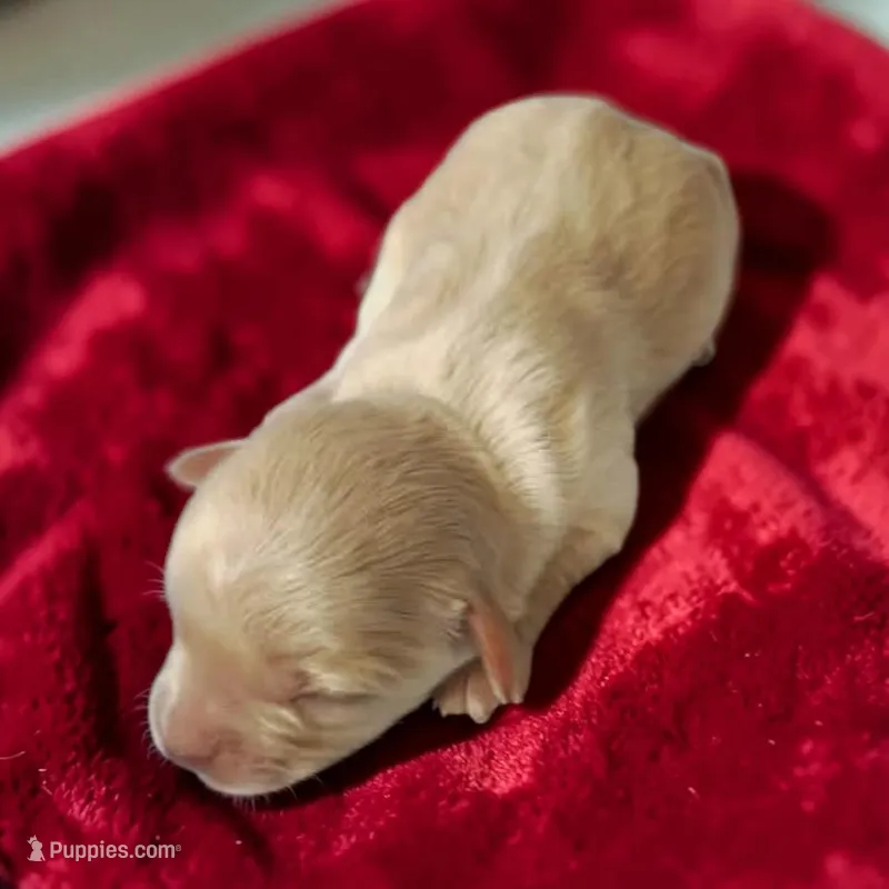 Vienna  – Maltipoo puppy for sale in Salisbury, NC