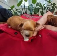 Pearl , a female Cavapoo for sale in Salisbury, NC – 3 of 4