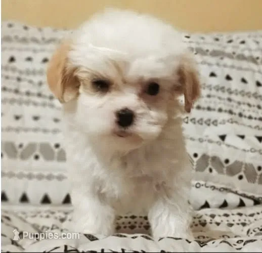 Winnie  – Cavapoo puppy for sale in Salisbury, NC