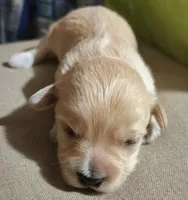 Vienna , a female Maltipoo for sale in Salisbury, NC – 3 of 5